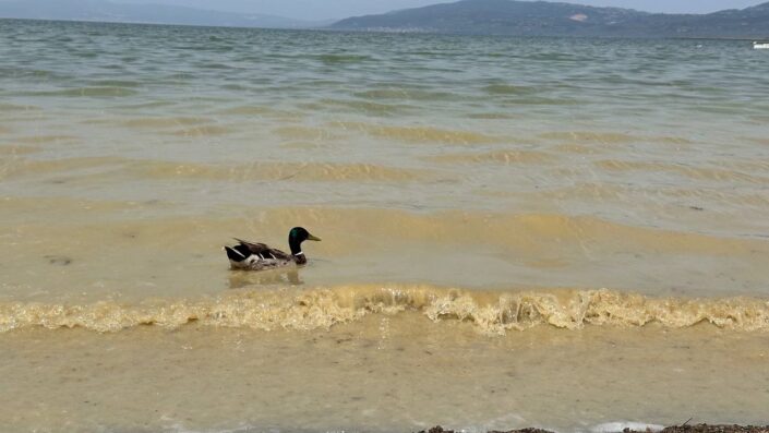 İznik Gölü’ndeki kirlilik endişeye sebep oldu