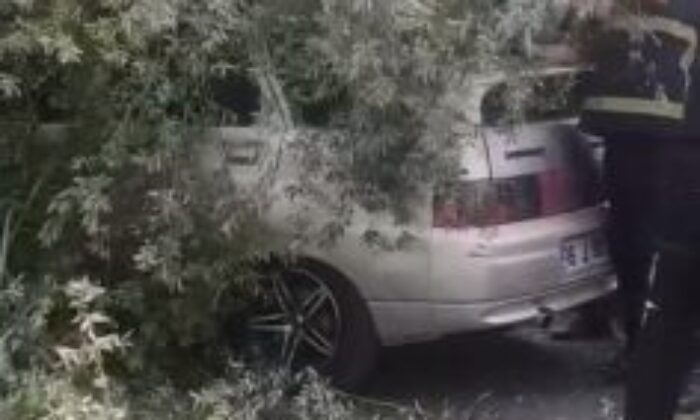 Bursa’da ağaç otomobilin üzerine devrildi