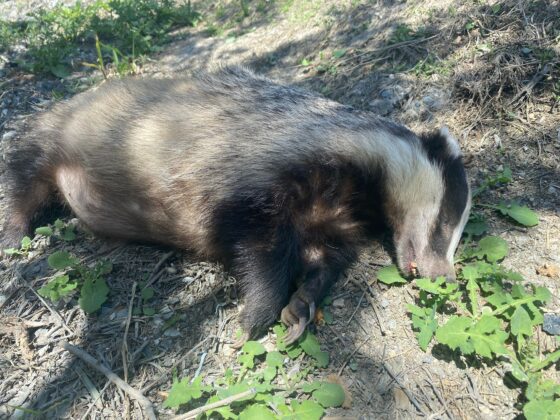 Bursa’da Avrupa porsuğu ölü bulundu