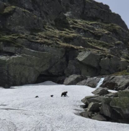 Ayılar kış uykusundan uyandı