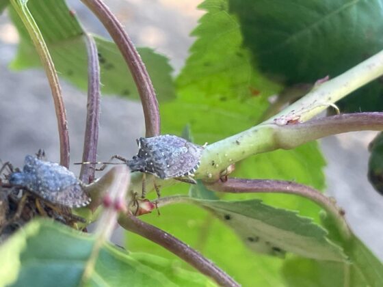 Bursa’da yüzlerce çiftçinin kabusu!