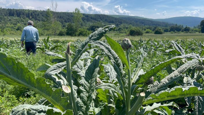 Dünyaca ünlü enginarlara hırsızlık şoku!
