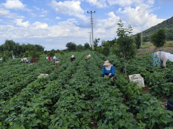 Bursa’nın ‘nazende’ fasulyesinin hasadına başlandı