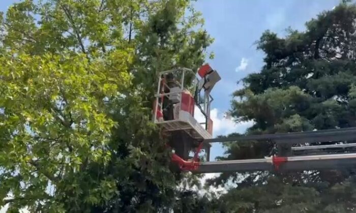 Bursa’da kedi seferberliği