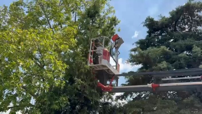 Bursa’da kedi seferberliği