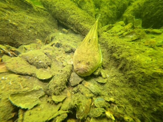 Gemlik’in dip temizliği Büyükşehir’den