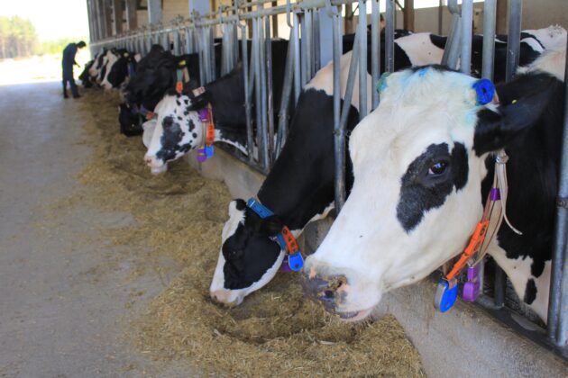 Süt üretiminde fazlalık! Haziran’da değerlendirme yapılacak