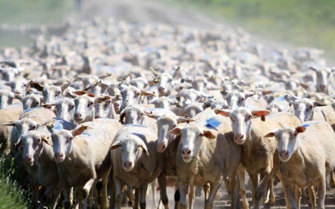 TİGEM Karacabey, hem üreticiye hem ekonomiye destek sağlıyor