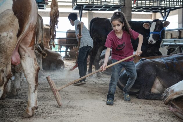 Hayvan pazarının en küçük satıcısı