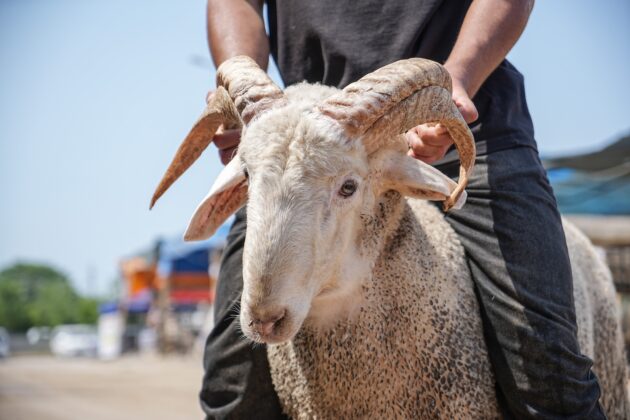 Kurban pazarının gözdesi: 4 boynuzlu koç