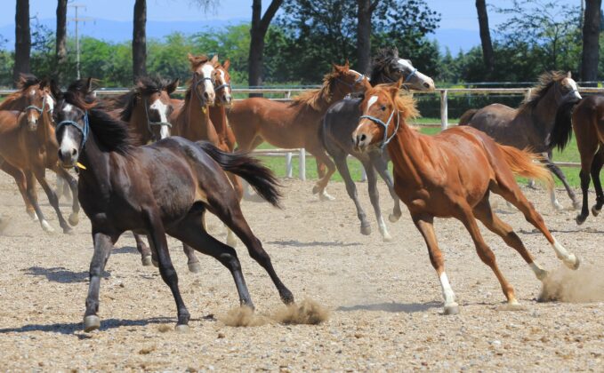 Litresi 2,5 milyon lira yok satıyor