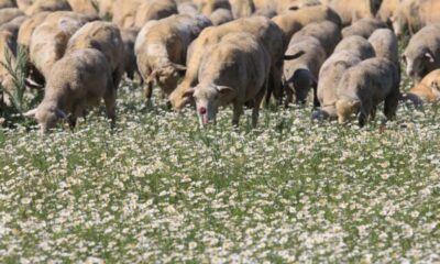 TİGEM’in meraları papatya tarlasına dönüştü