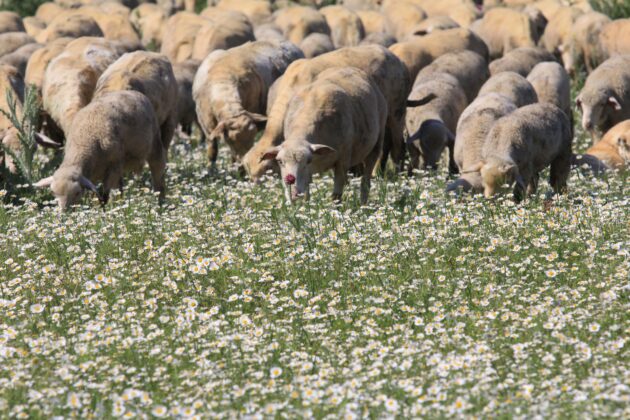 TİGEM’in meraları papatya tarlasına dönüştü