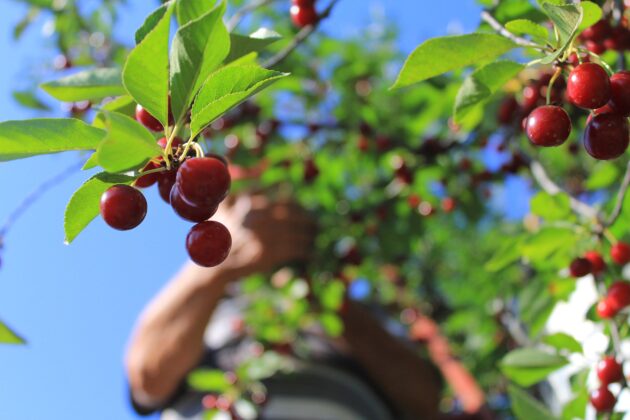 Meyvedeki düşüş tarım işçilerini düşündürüyor