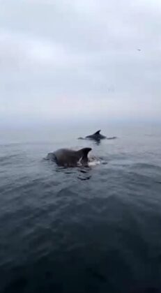 Bursa’da tekne ile açılan gençler yunuslarla karşılaştı