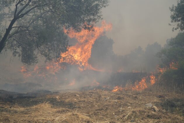 Balıkesir’de çöplükte çıkan yangın zeytinliklere sıçradı