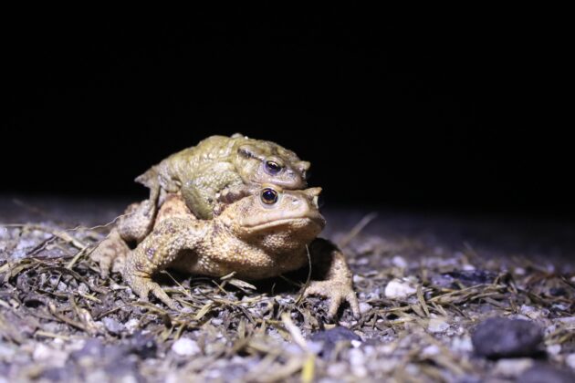 Kendisi 15, bacağı 43 dolar