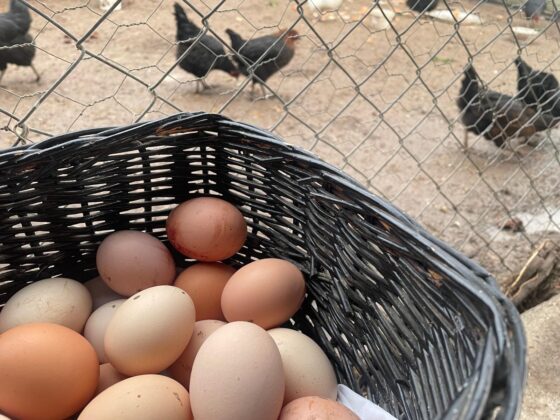 Yumurta üretiminde düşüş!