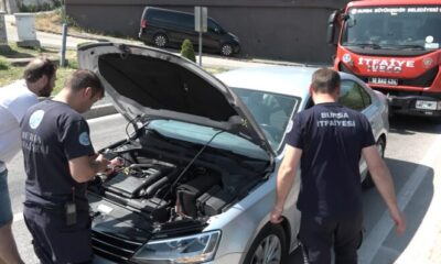 Bursa’da yavru kedi trafiği