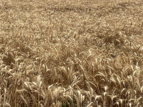 Makarnalık buğdayın tonu arttı