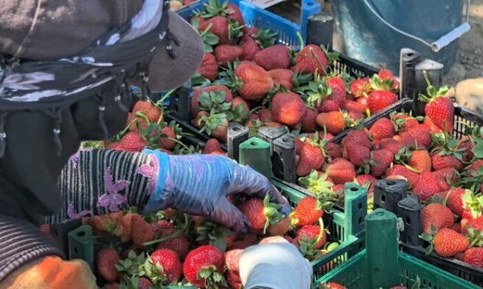 Kurşunlu çileğinde yılın ilk hasadı başladı