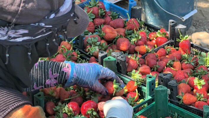 Kurşunlu çileğinde yılın ilk hasadı başladı