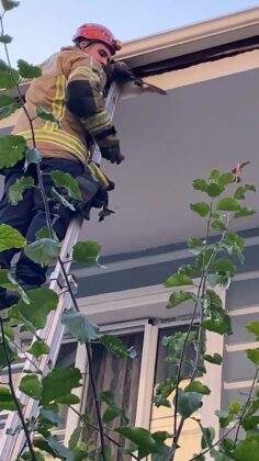 Çatıya sıkışan ebabil kuşu itfaiye tarafından kurtarıldı