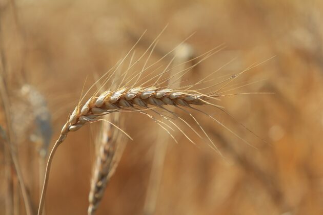 Ekmeklik buğdayın tonu artış gösterdi