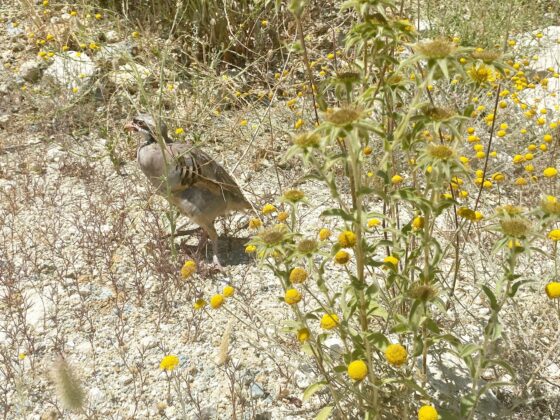 Bursa’da 100 keklik doğaya salındı