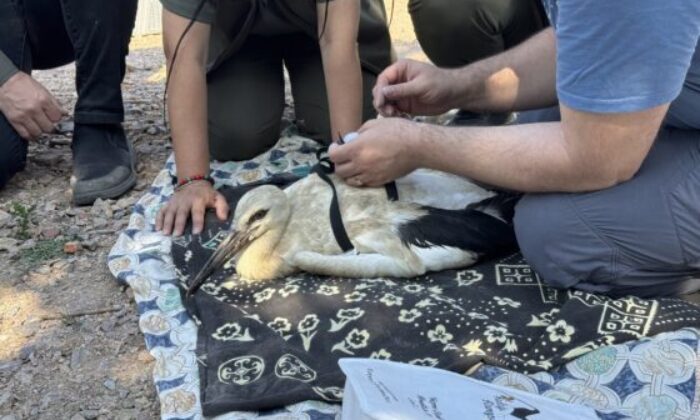 Yaren leylek ve yavruları uydudan takip edilecek