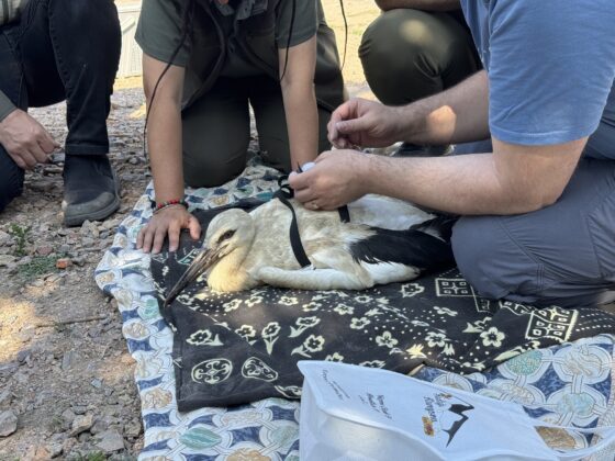 Yaren leylek ve yavruları uydudan takip edilecek