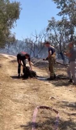 Bursa’da yangının arasında kalan köpekleri vatandaş kurtardı