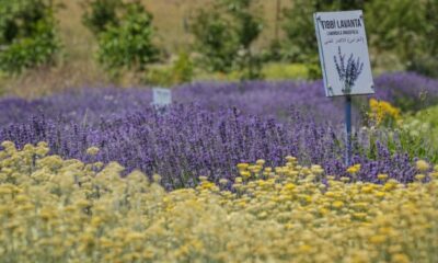 Bursa’da doktorun tıbbi aromatik bahçesi yoğun ilgi görüyor