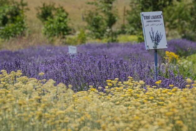 Bursa’da doktorun tıbbi aromatik bahçesi yoğun ilgi görüyor