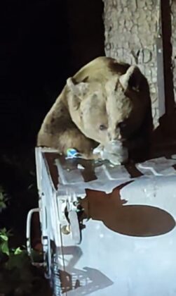 Bursa’da aç kalan ayı çöplere dadandı