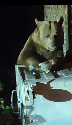 Uludağ’da boz ayı paniği…