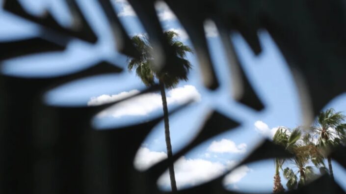 Cannes 2025’in ardından