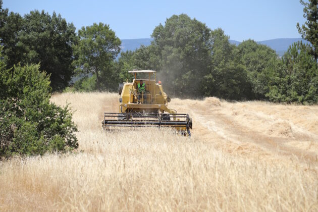 Bursa’da siyez buğdayında hasat bereketi