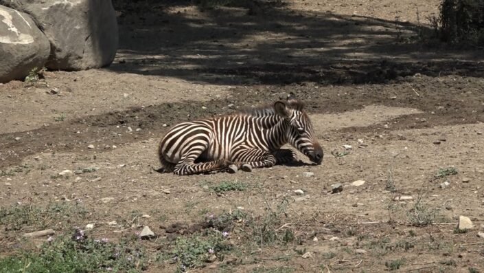 Bursa Hayvanat Bahçesi’ndeki zebra ailesi genişliyor