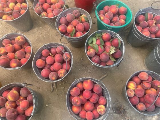 Bursa şeftalisi çiftçiyi sevindirdi