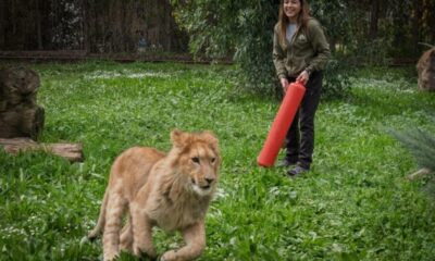 İzmir’de ‘koruma’ altına alınan aslan öldürüldü