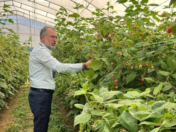 Uludağ’dan Sırbistan’a ahududu üretiminde ortaklık