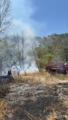 İznik’te orman yangını!