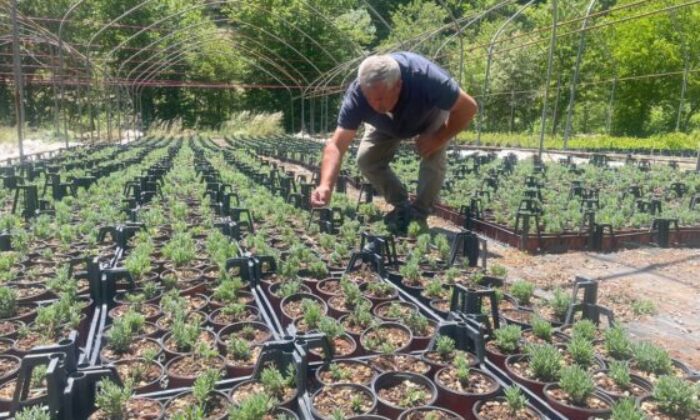Uludağ’ın etekleri lavanta kokacak