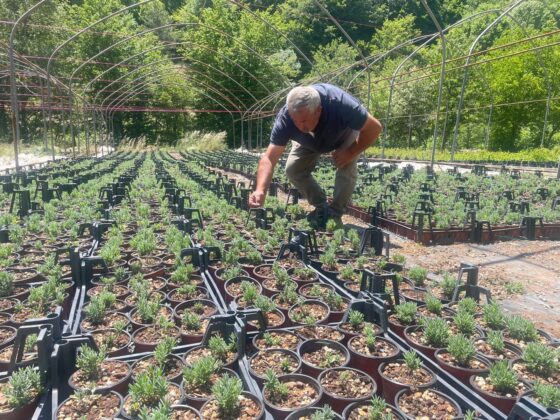 Uludağ’ın etekleri lavanta kokacak