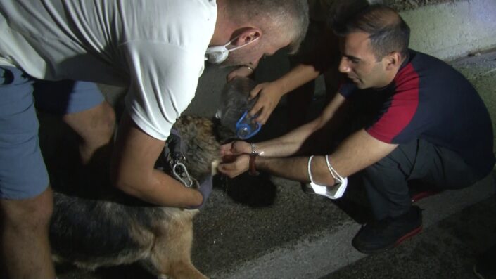 Yangında mahsur kalan hayvanlar için seferber oldular