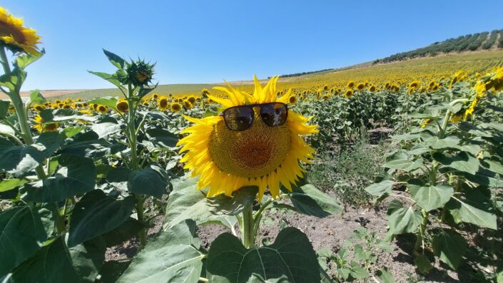 Karacabey’de güneşe bakan tablolar
