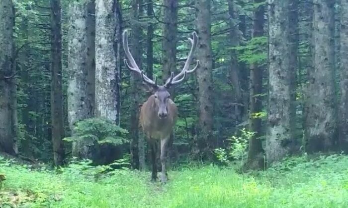 Bursa’nın dağlarında kızıl geyik görüldü