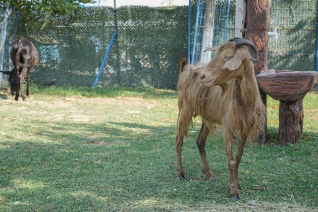 Yangından kurtarılan hayvanlar Bursa’da tedaviye alındı