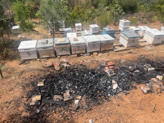 Bursa’daki yangında 300 kovan arı telef oldu